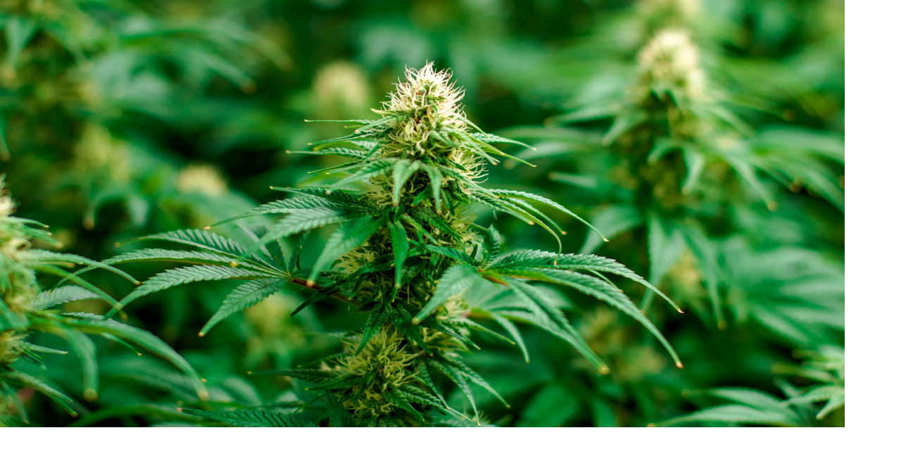 Pot for Potholes Act would legalize marijuana, use proceeds to fix TN roads