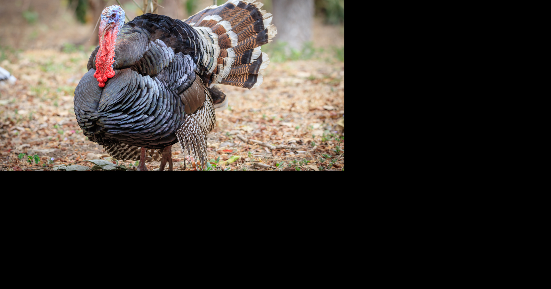 Tennessee turkey harvest reaches historic highs this spring