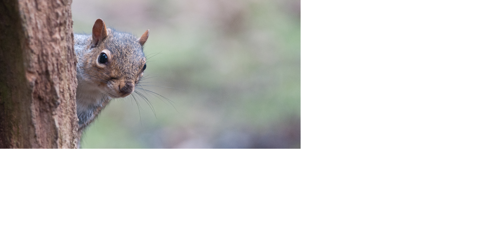Tennessee marks 2025 Free Hunting Day as squirrel season opens statewide