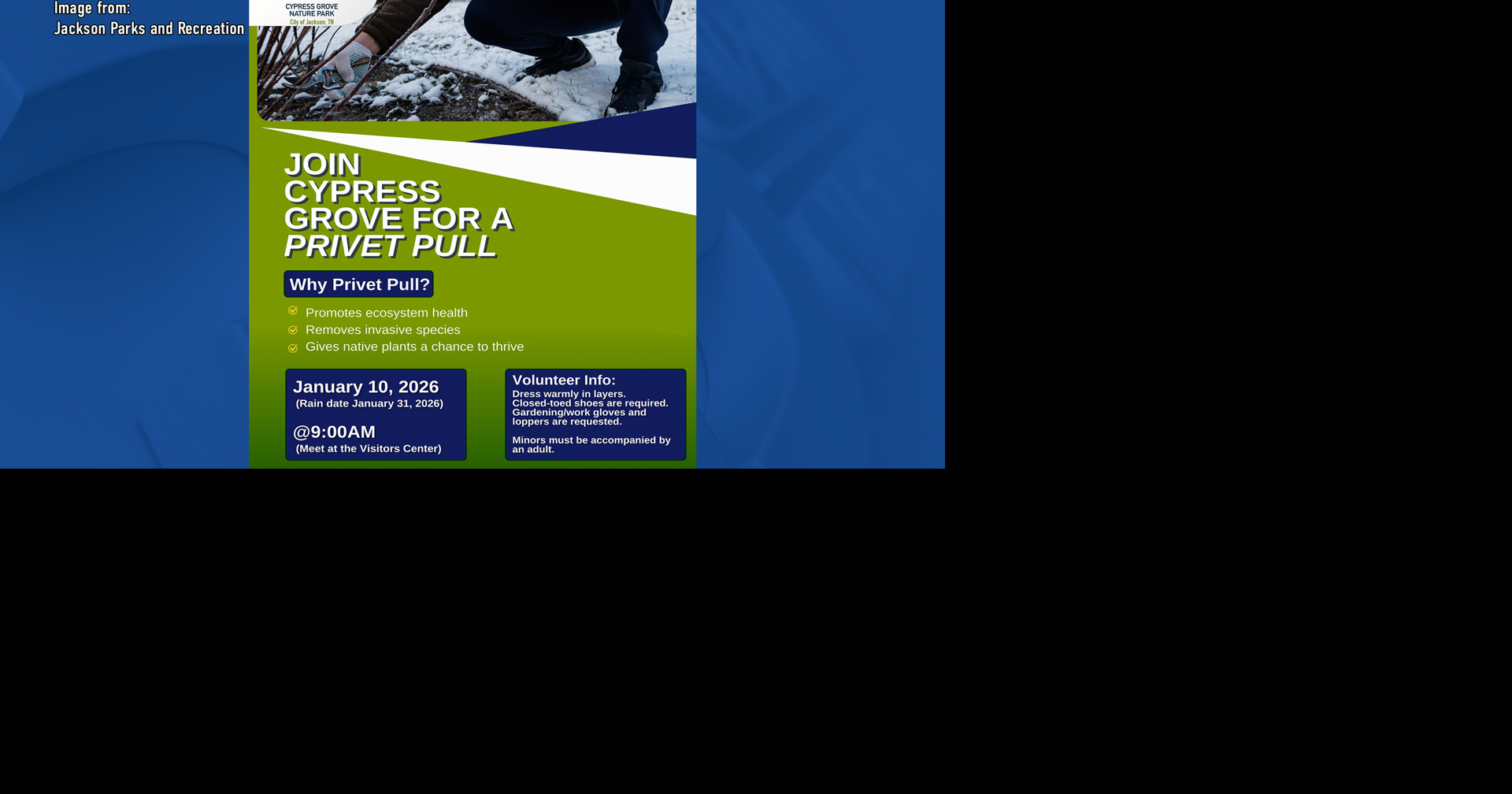 Help Save Cypress Grove: Join the Jackson Parks Privet Pull