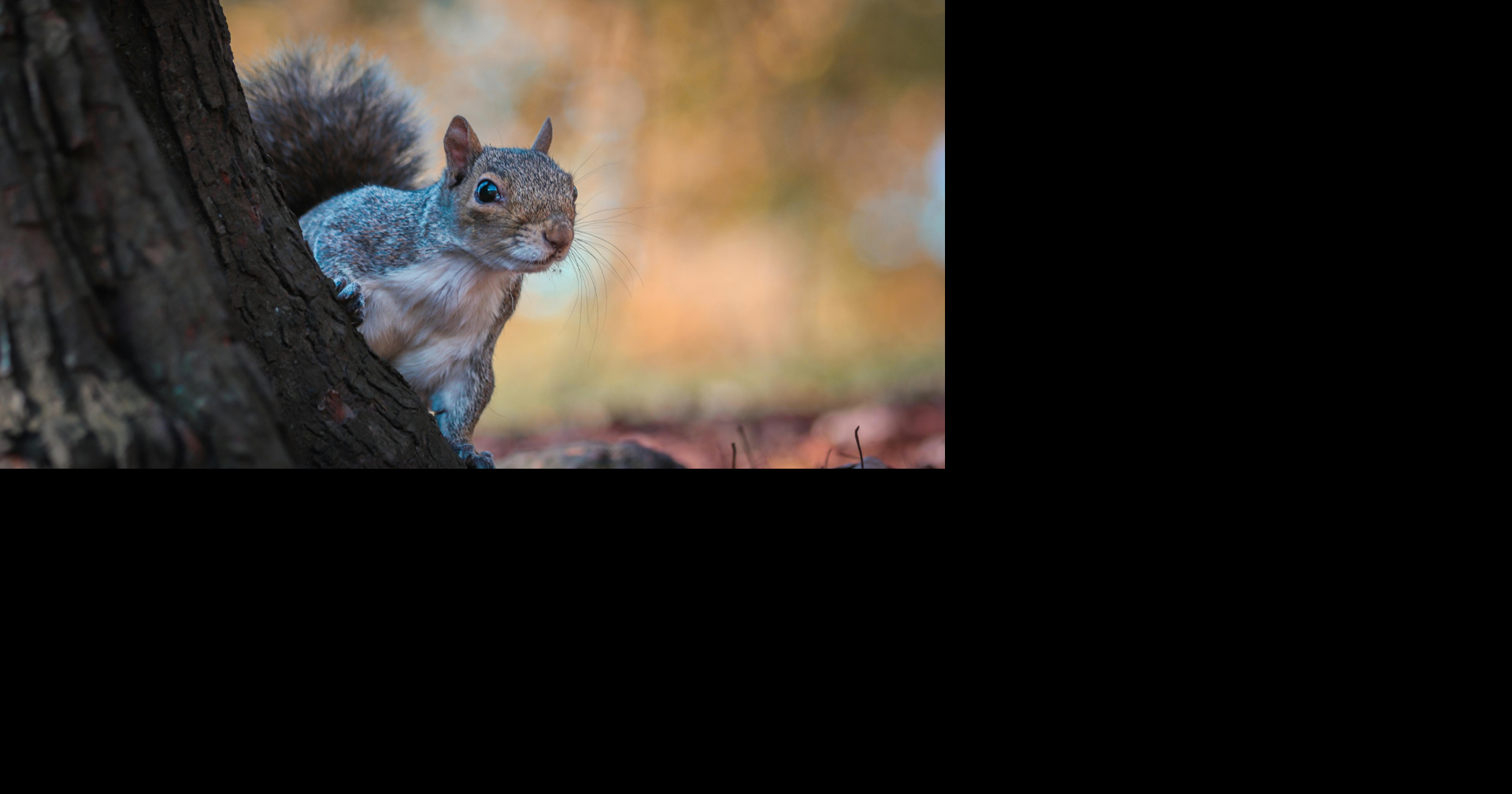 Tennessee sets free hunting day, 2026 squirrel season opener for Aug. 22