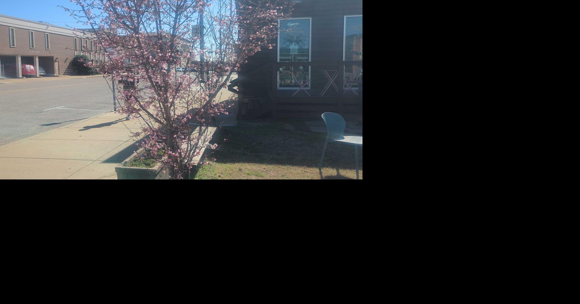 Climate change, high carbon levels to worsen allergy season in West Tennessee