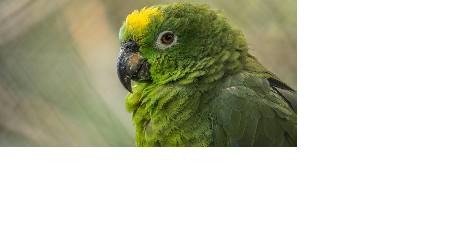 Exotic Pet Expo returns to Jackson Fairgrounds this August | Local News