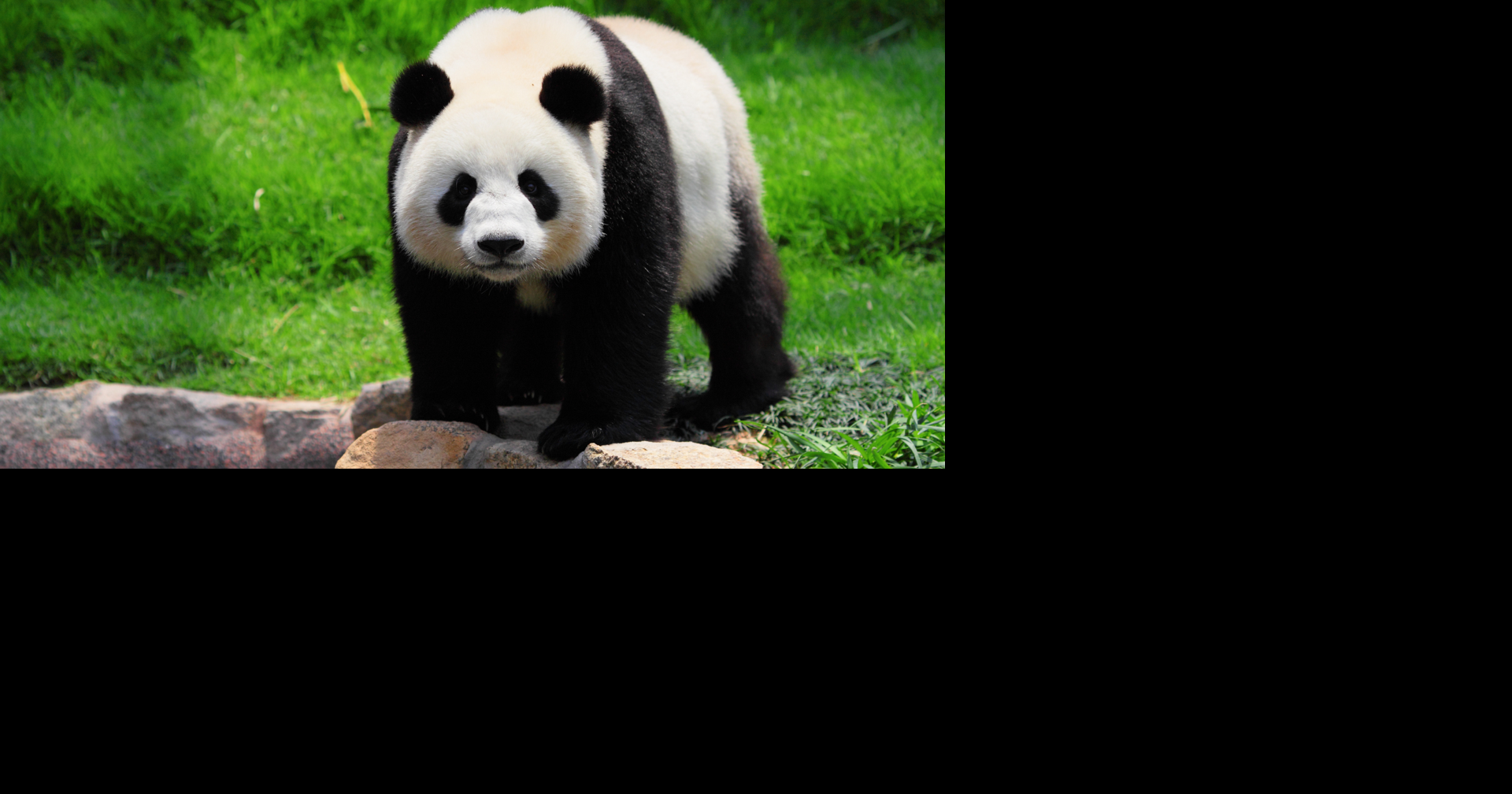 Nashville Zoo cancels illumination event; plans to 'Glow Wild' for holidays