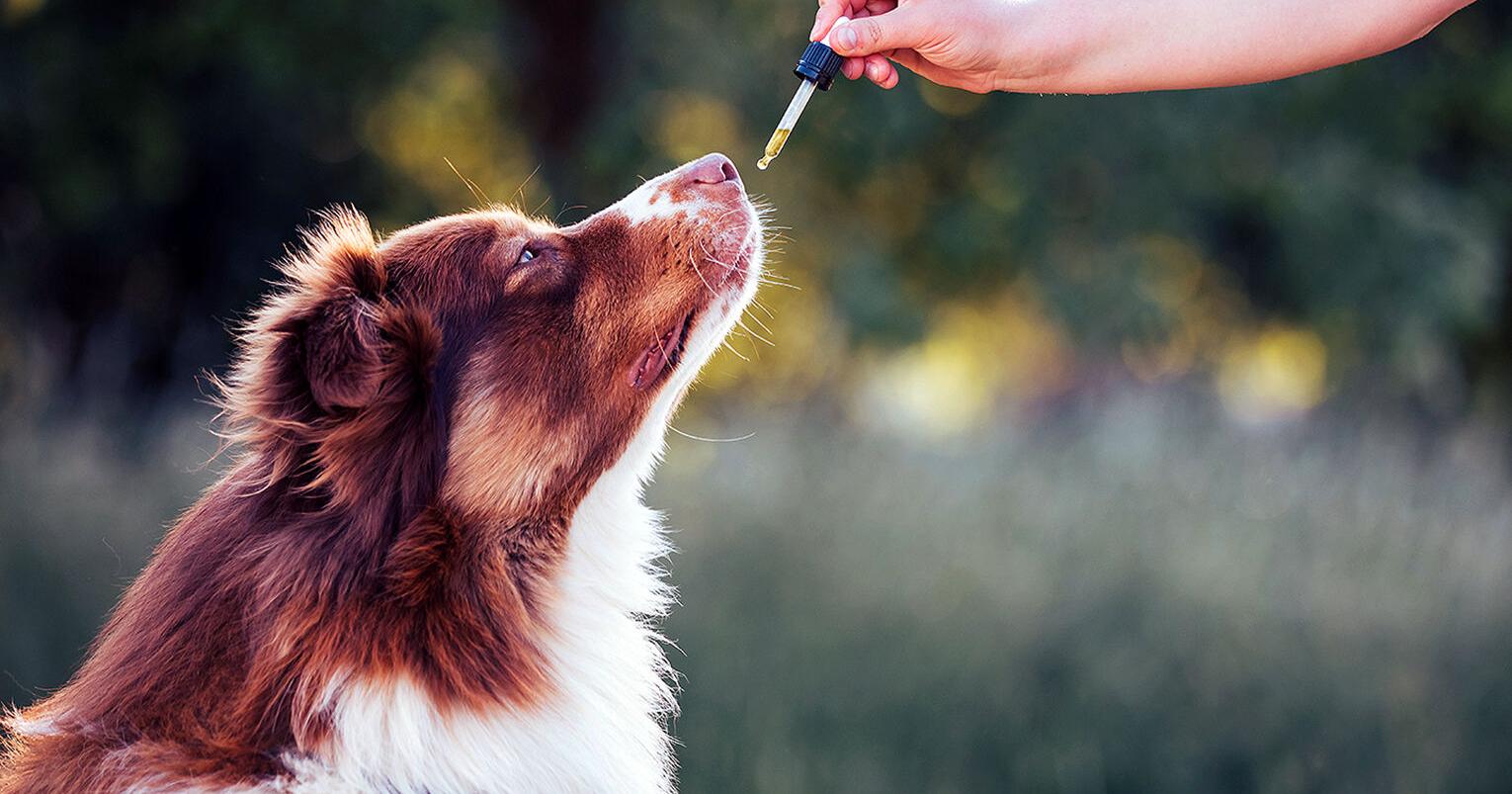 Pet Talk | The ABCs of CBD for pets - Vimarsana News