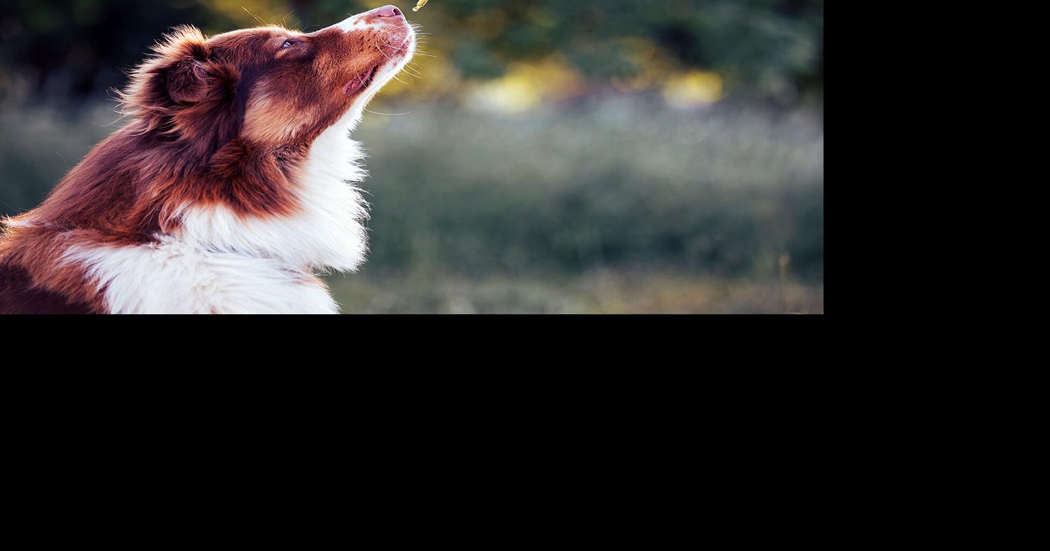 CBD for Pets: A Comprehensive Guide | Pet Talk | Lifestyles
