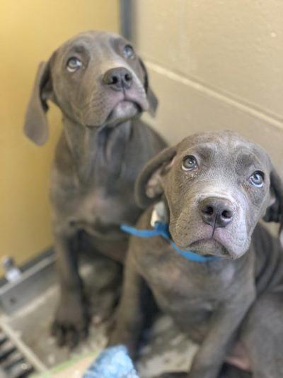Animal Welfare Workers Seize 55 Dogs Puppies From Home