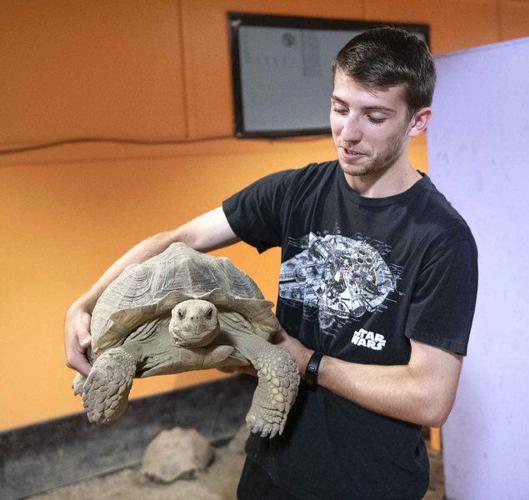 Seeking Sid: 75-pound tortoise on the loose in WNC, owner