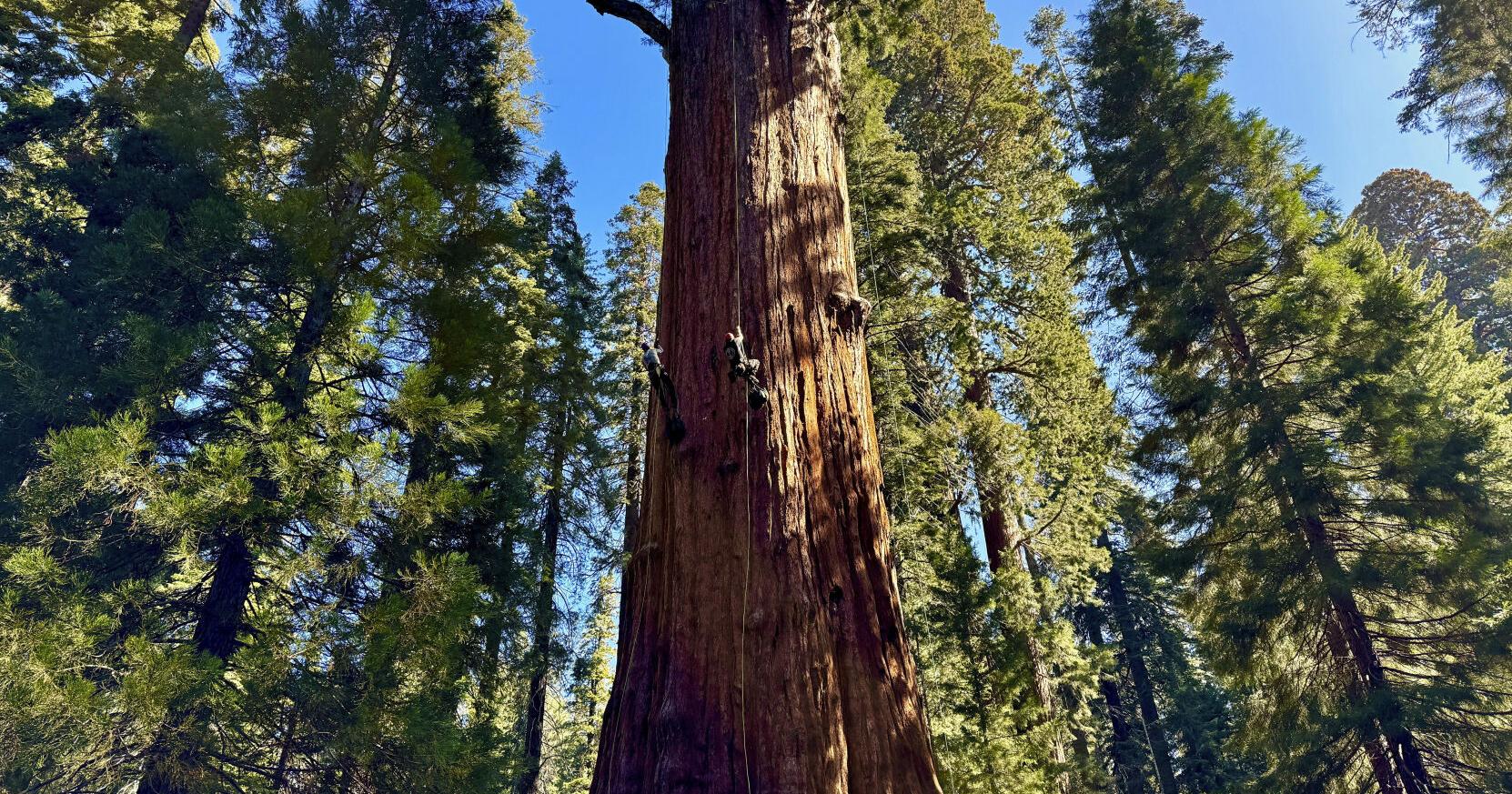 General Sherman passes health check but world's largest trees face growing climate threats - Vimarsana News