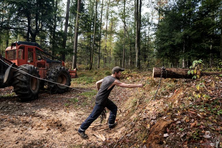 More logging in the Allegheny National Forest could bring economic ...