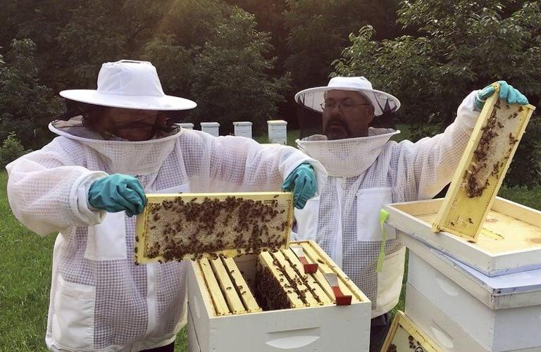 Beekeepers Benefit From The Hive Mind In Community Apiaries : The