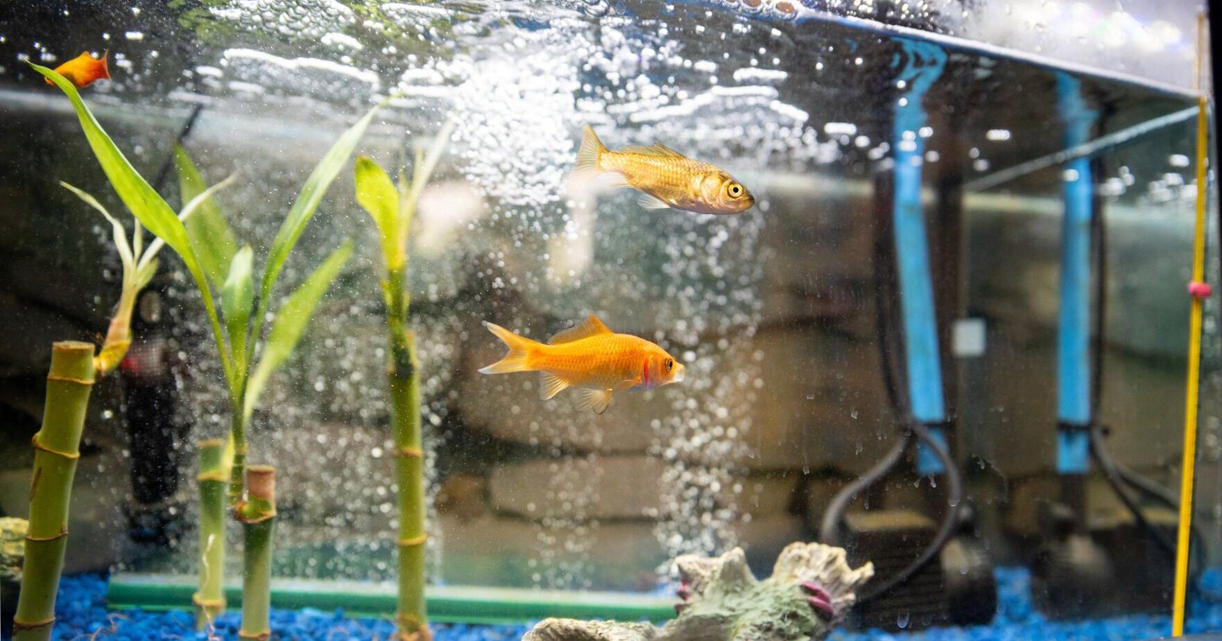 West Middlesex aquaponics program signals wider changes in curriculum - Vimarsana News