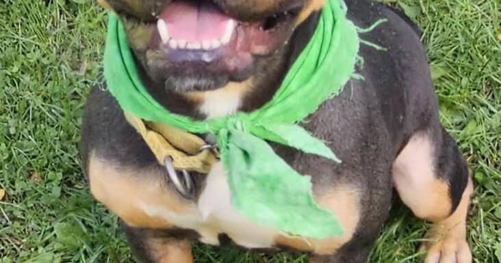 Abandoned dog recovers, ready for adoption | Local News | ncnewsonline.com