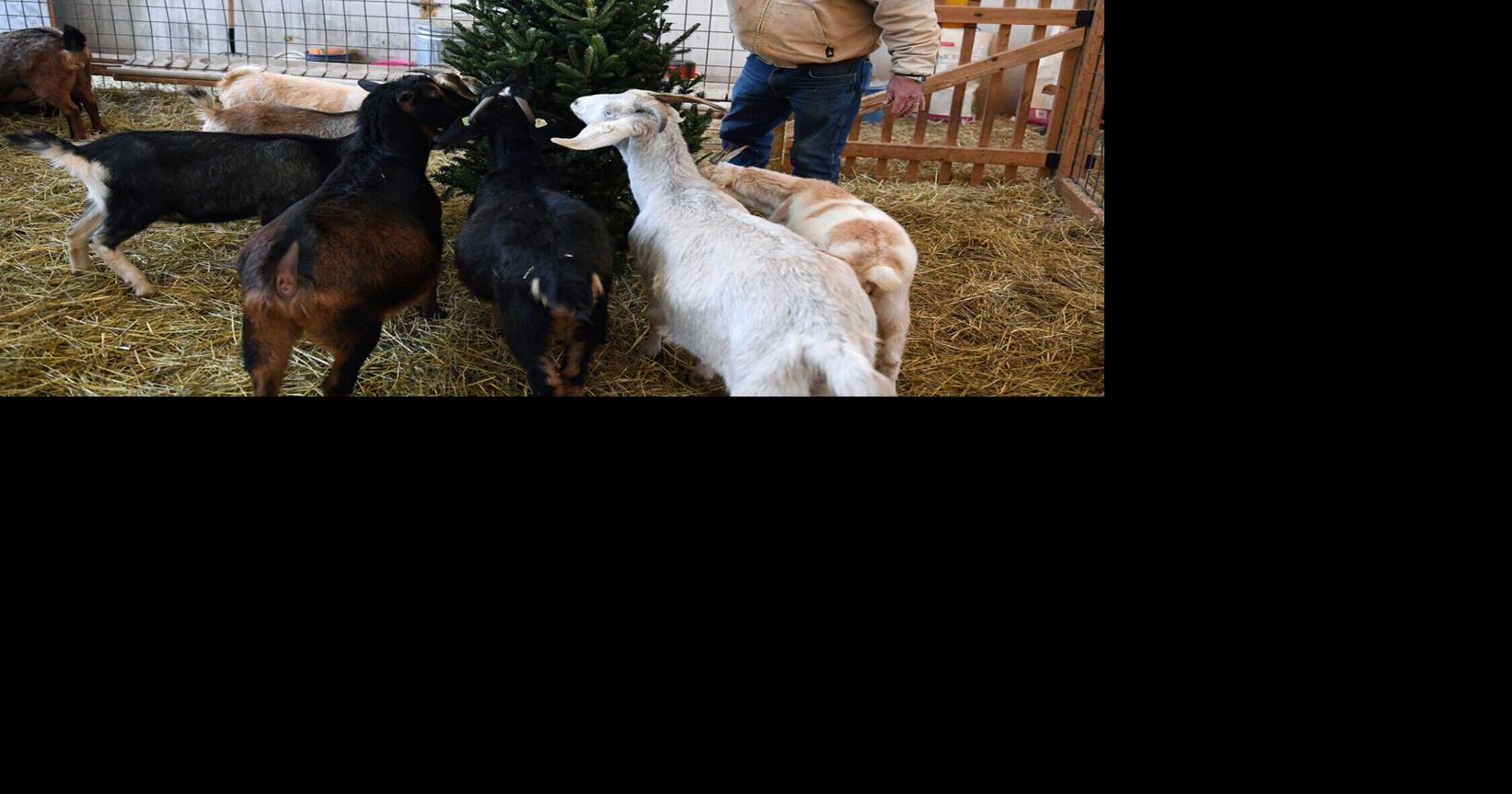 Trinity Farms collecting untreated Christmas trees to feed to goats ...