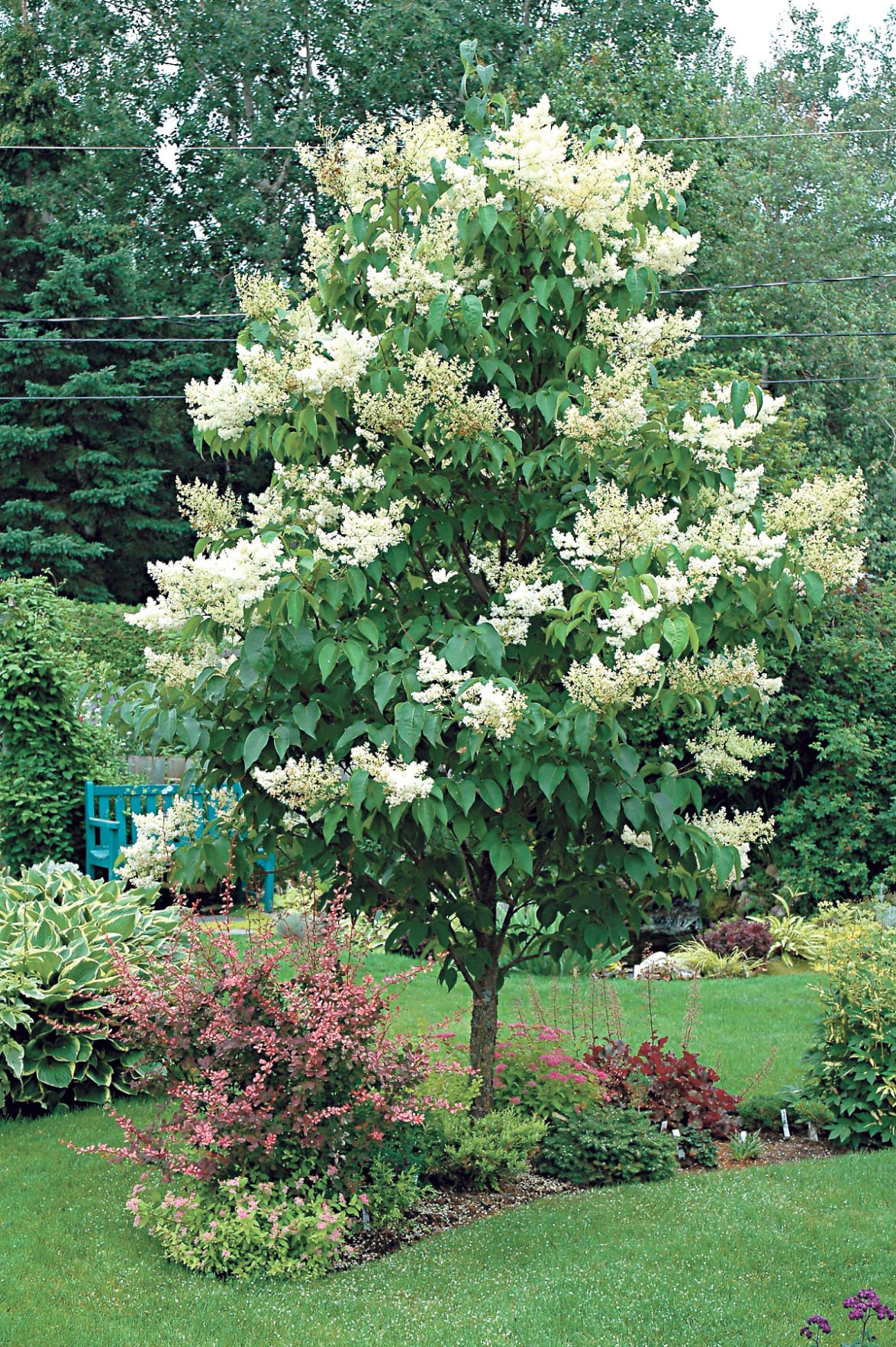 Gary Church: Japanese lilac tree hardy enough to survive in cement ...