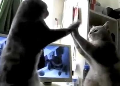 Really Cool Videos Check Out These Cats Playing Patty Cake