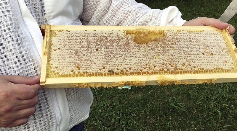 Beekeeping workshop creates hive minds