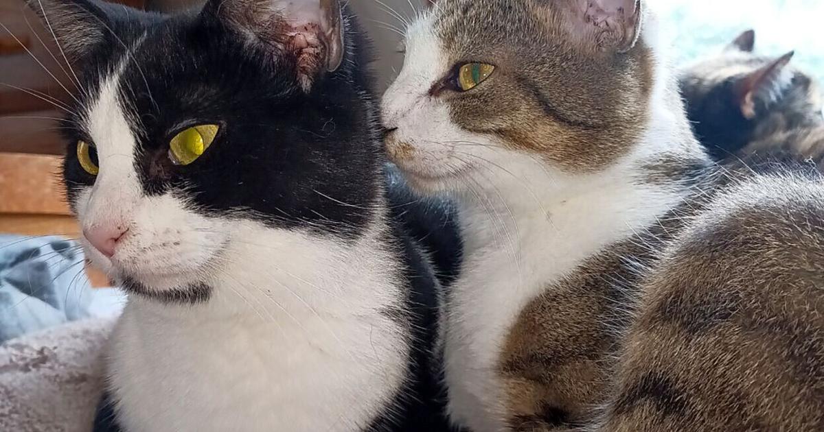 Ellwood's Ricky Venezie gives cats a home thanks to nonprofit ...