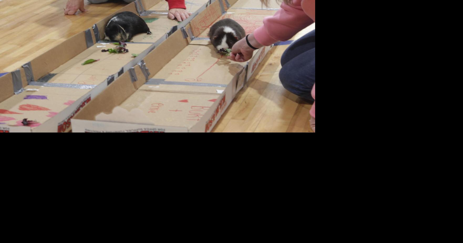 Ellwood hosts first Guinea Pig race | Local News | ncnewsonline.com