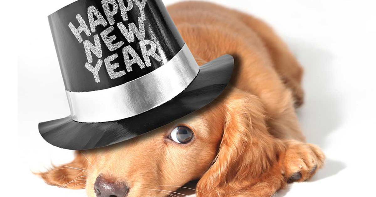 Pet Talk | New Year’s resolutions for pets and owners | Lifestyles