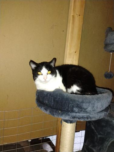 Ellwood's Ricky Venezie gives cats a home thanks to nonprofit ...