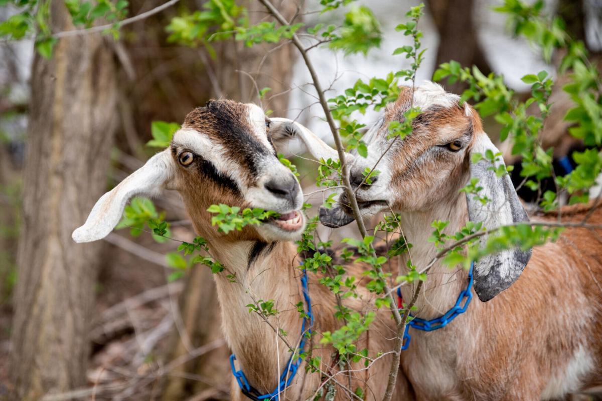 goats