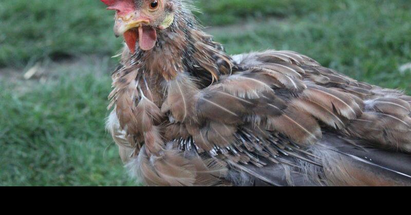 Hen molting: Here's what to egg-spect | Lifestyles ...