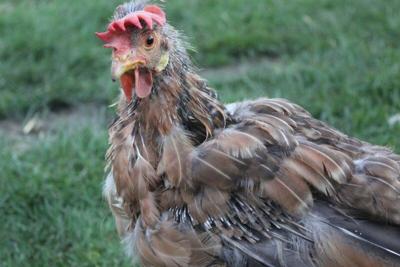 Hen molting: Here's what to egg-spect | Lifestyles ...