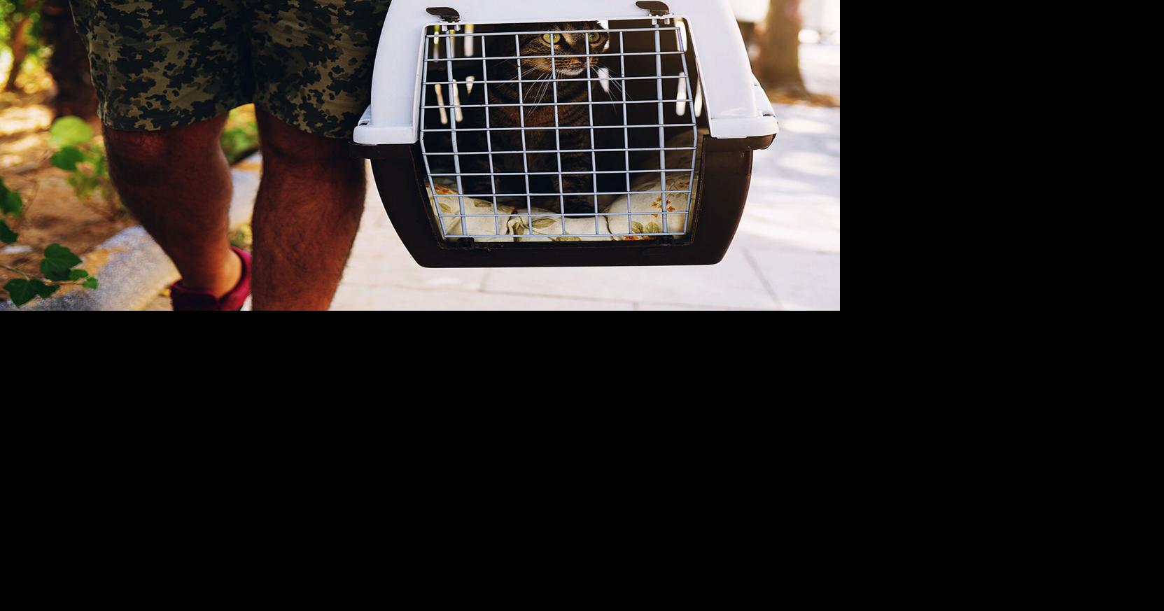 Pet Talk How to safely fly with your pets Lifestyles