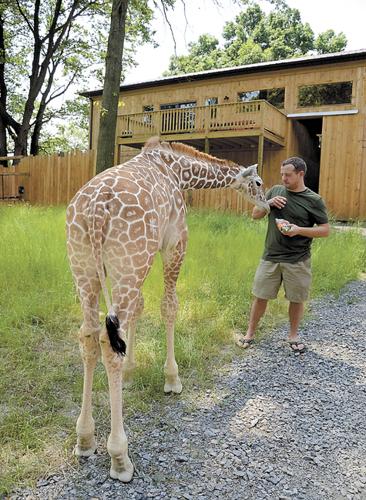 Photo Gallery: Living Treasures' Levi the giraffe | Gallery ...