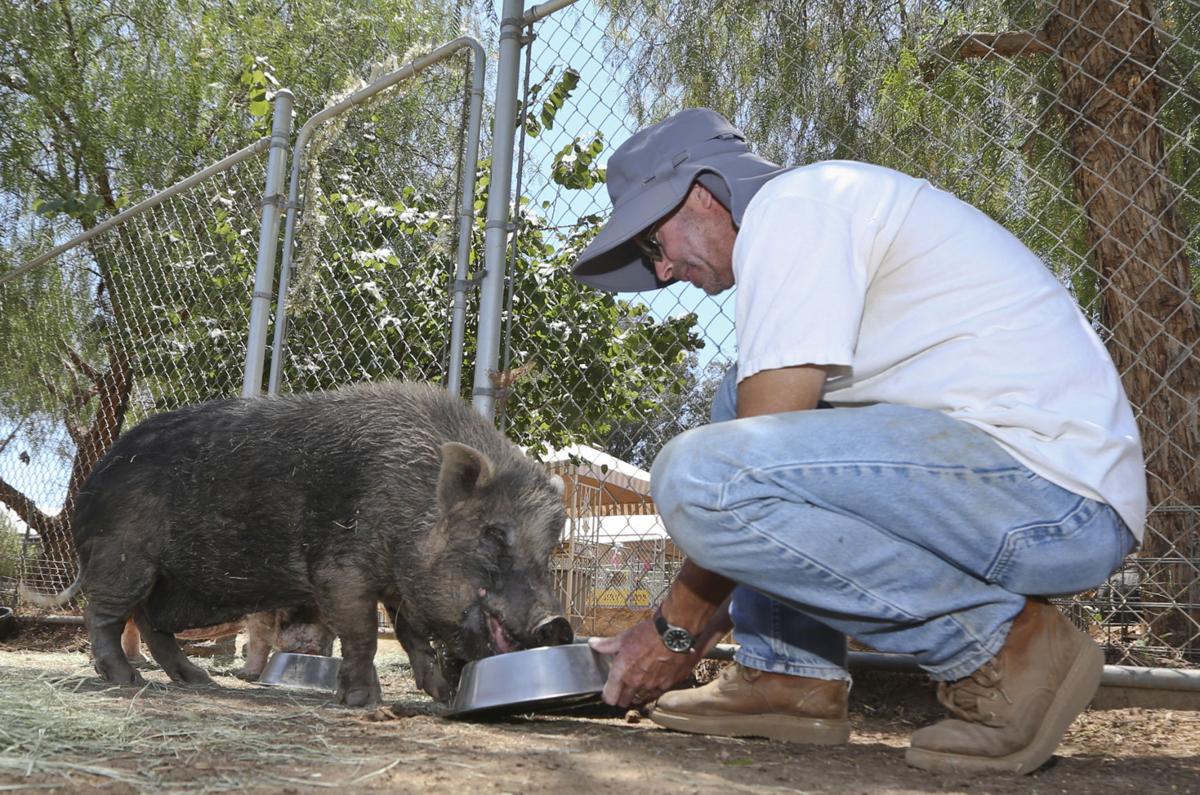 Pet porkers pack rescues as trendy teacup pigs fatten up News