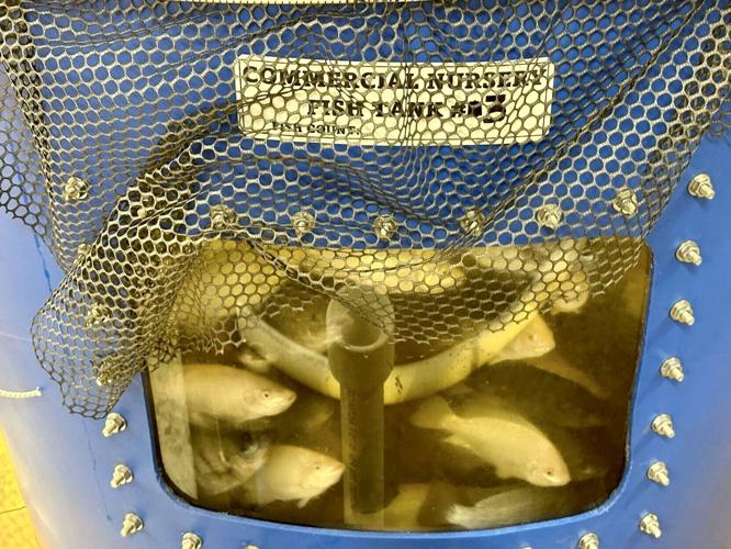 As fertilizer prices soar, could local fish be the alternative? | Local ...