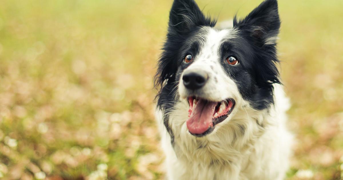 Pet Talk | Preventing monkeypox transmission between people and pets | Lifestyles Pet Talk | Preventing monkeypox transmission between people and pets | Lifestyles