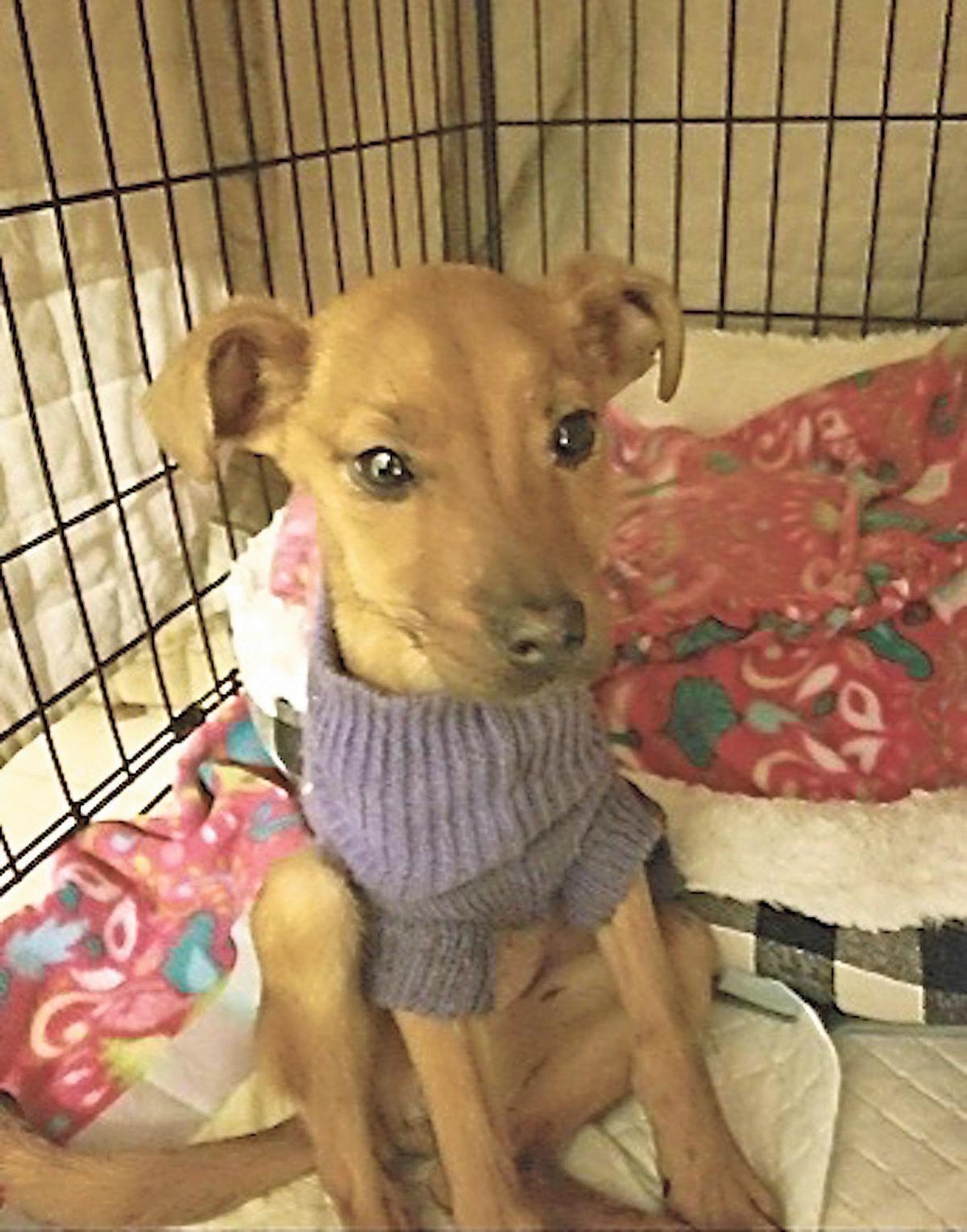 Tale Of Rescued Puppy Gets Worldwide Attention News Ncnewsonline Com