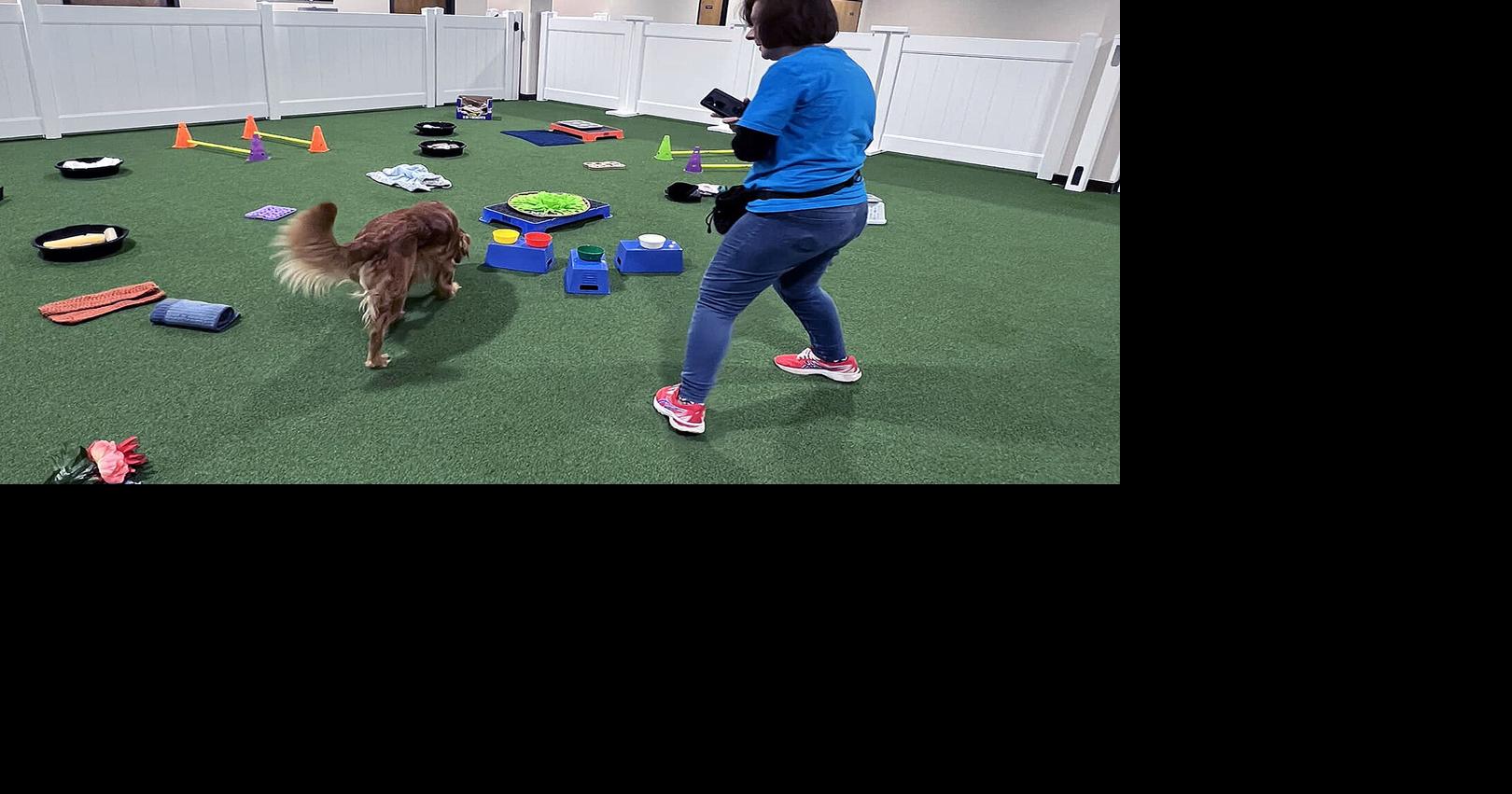Indoor dog park adds day care service | Local News | ncnewsonline.com