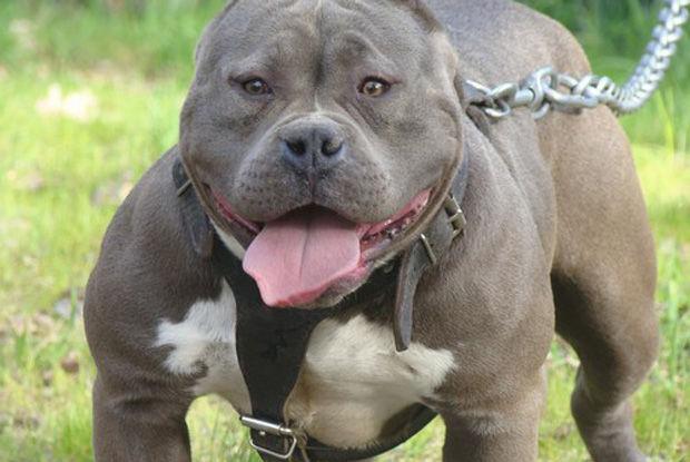 man accused in pit bull fighting news