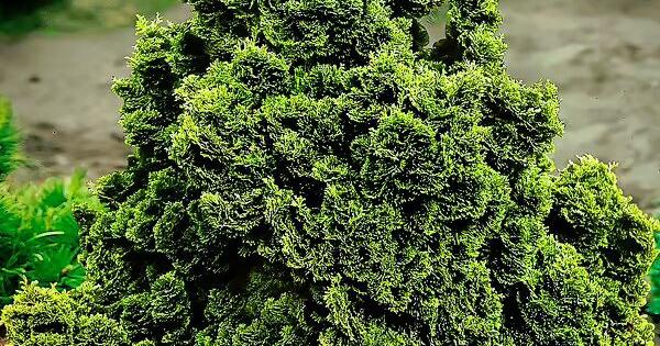 Gary Church | Greenspace: Long-ignored shrub continues to thrive