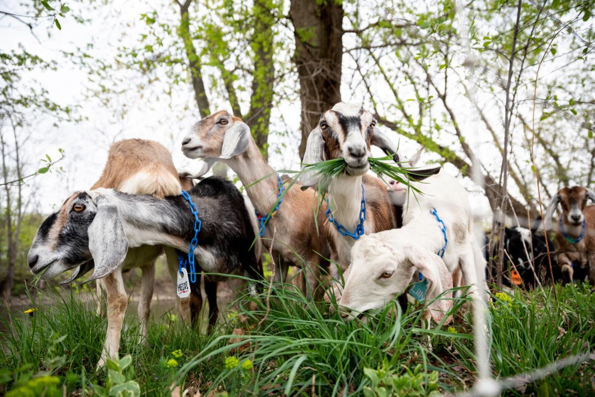 goats