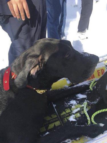 Dog saved after falling through ice | Local News | ncnewsonline.com