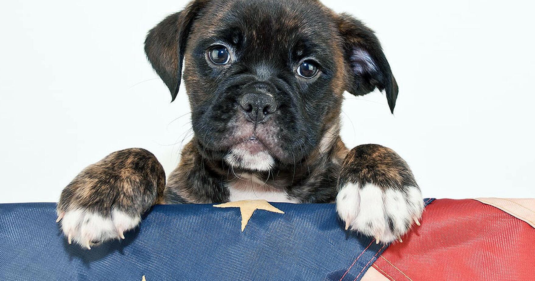 Pet Talk | Keep your pets safe this Fourth of July - Vimarsana News