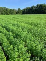 State hemp council receives grant