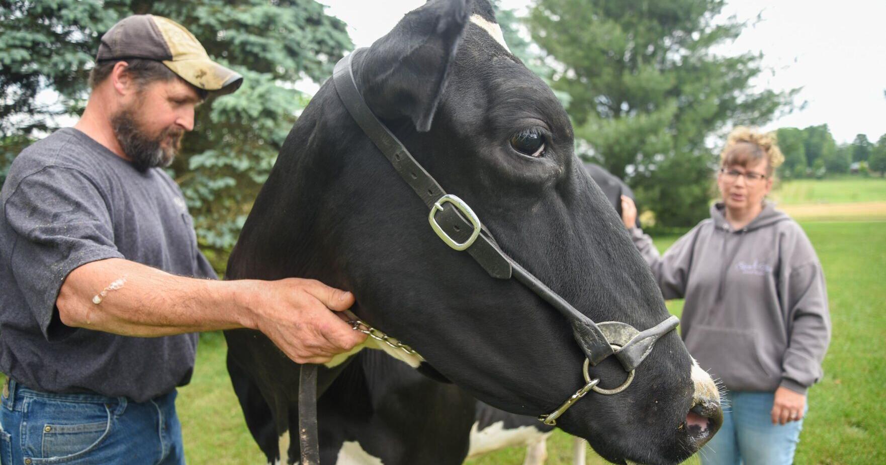 Crawford County cow 'crushes' the competition - Vimarsana News