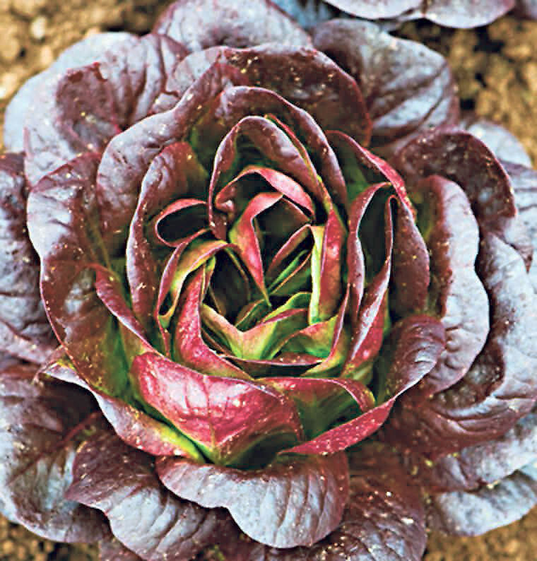 Gary Church Red Butter Lettuce adds color, taste to salads News
