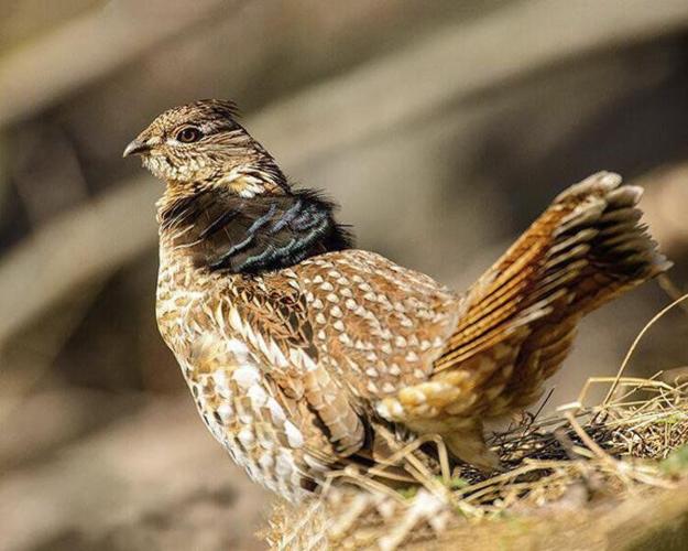 Upland birds are in decline in Ohio, a state effort looks to improve wild  habitats