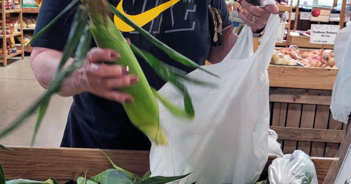 Sweet corn season has arrived - Vimarsana News