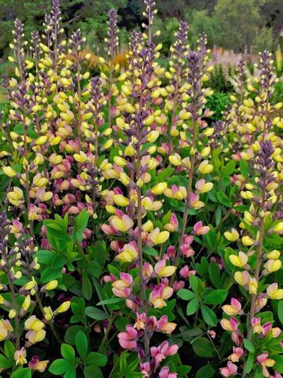 Pink Lemonade Raspberry Bush Gary Church | Greenspace: New Baptisia variety dips into the garden ...