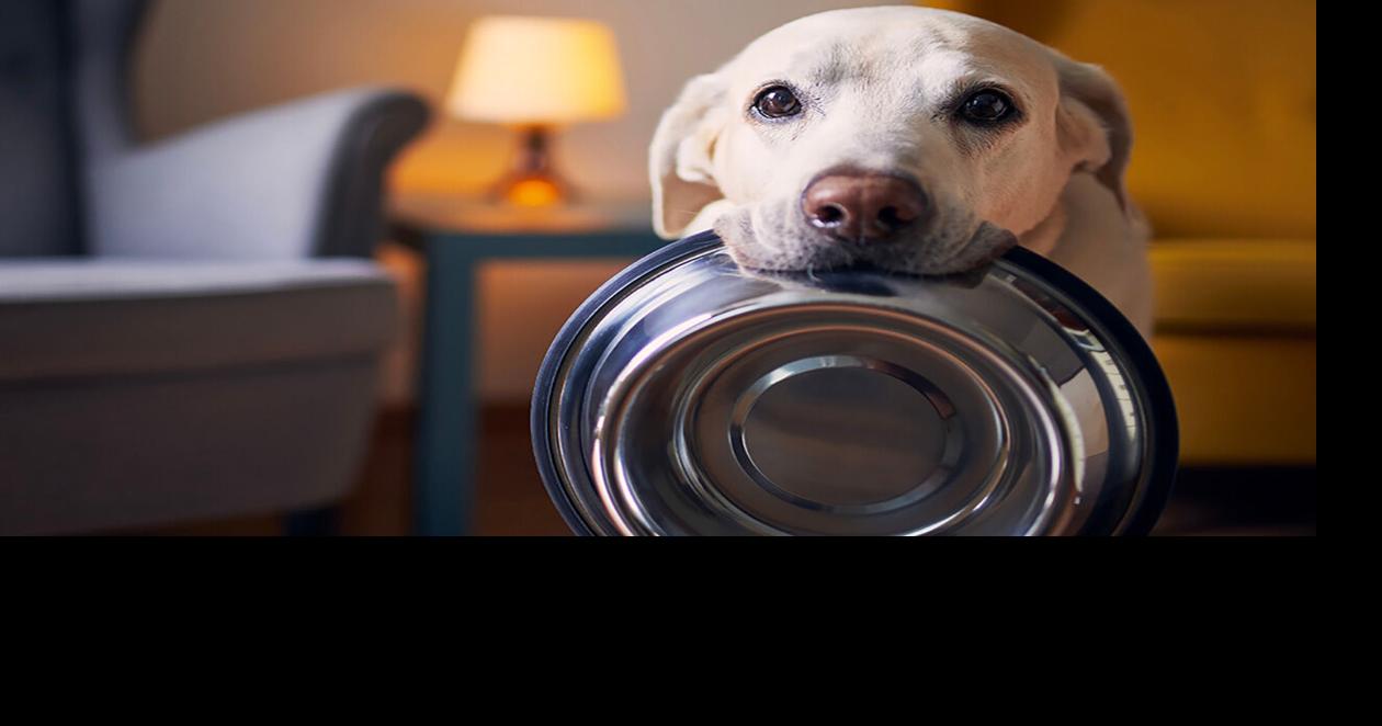 Pet Talk | What kind of food should you feed your dog? | Lifestyles