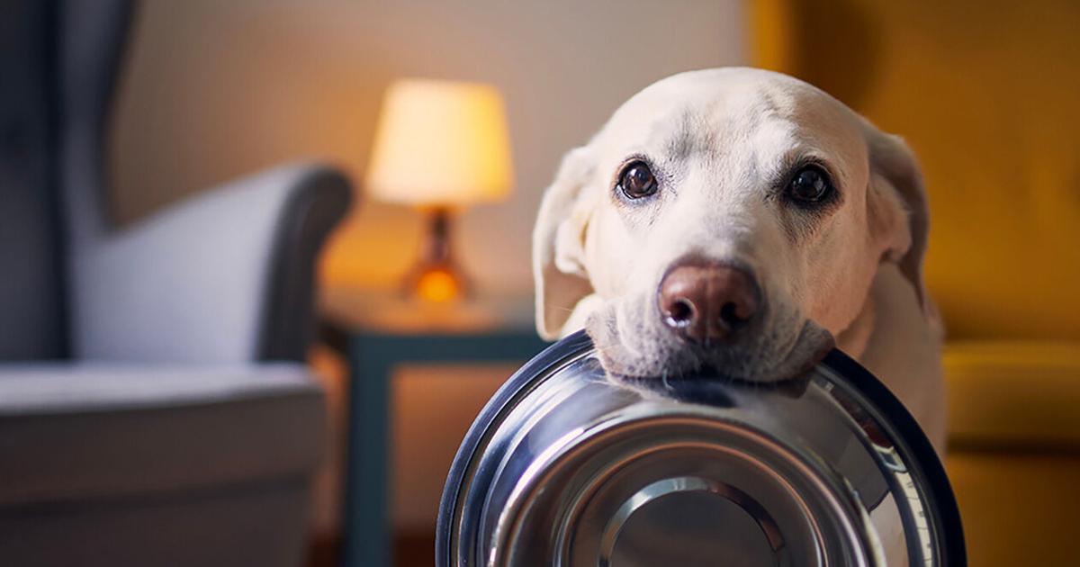 Pet Talk | What kind of food should you feed your dog? | Lifestyles Pet Talk | What kind of food should you feed your dog? | Lifestyles