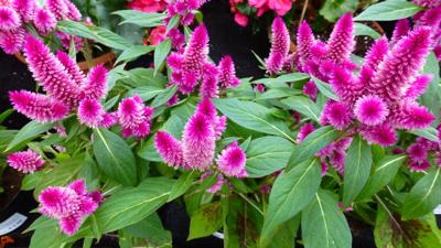 Gary Church Intenz Celosia This Year S Must Have News Ncnewsonline Com