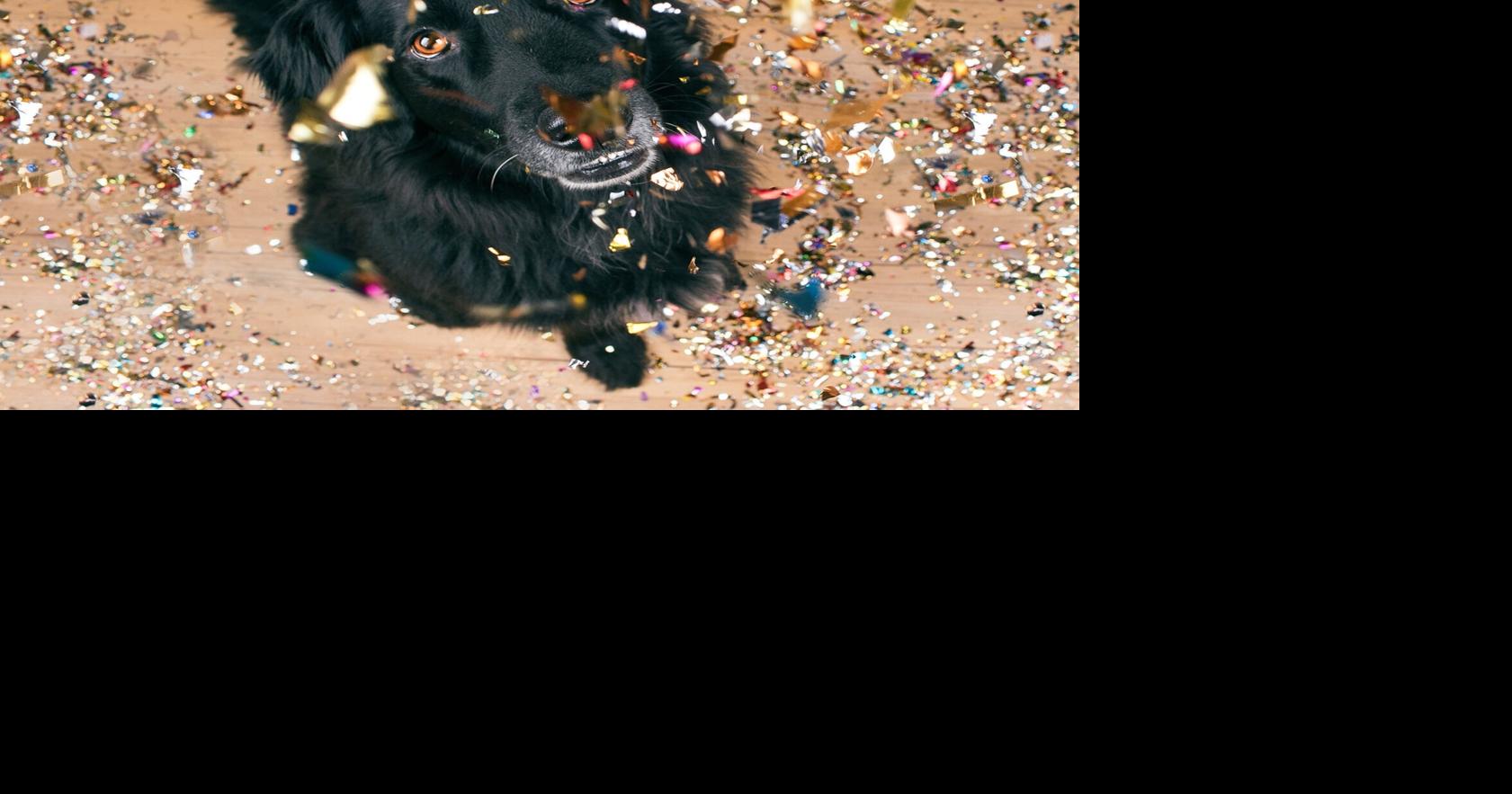 Pet Talk | Resolutions for a ‘paw-some’ new year | Lifestyles